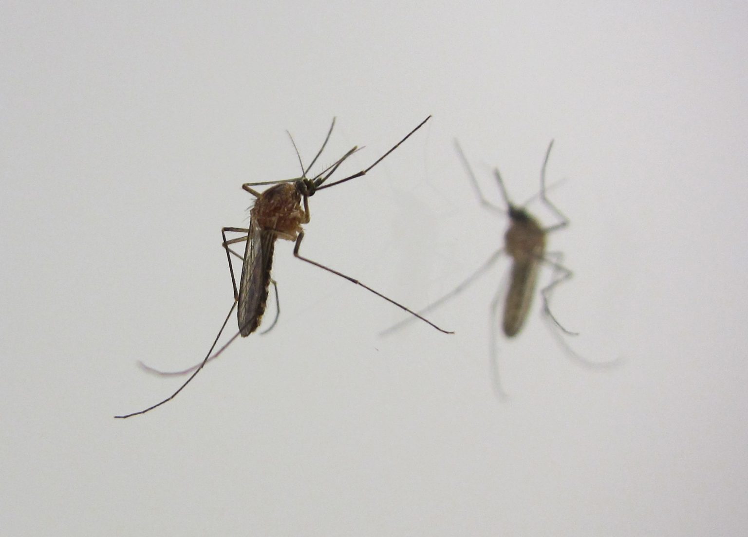 BioCycle Safe Exterminating Pest Control Hong Kong BioCycle