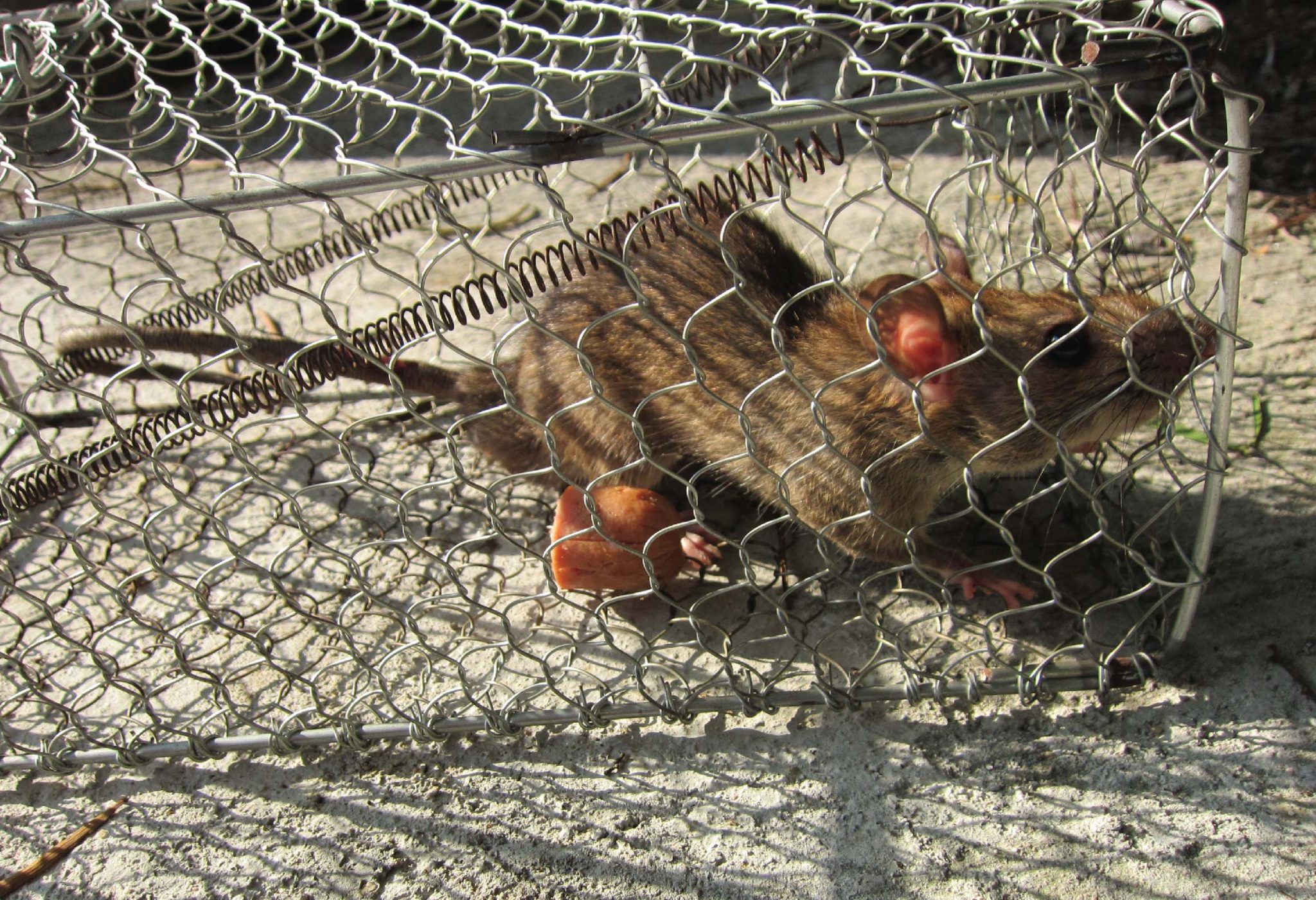 BioCycle Pest Control Hong Kong BioCycle (Hong Kong) Limited