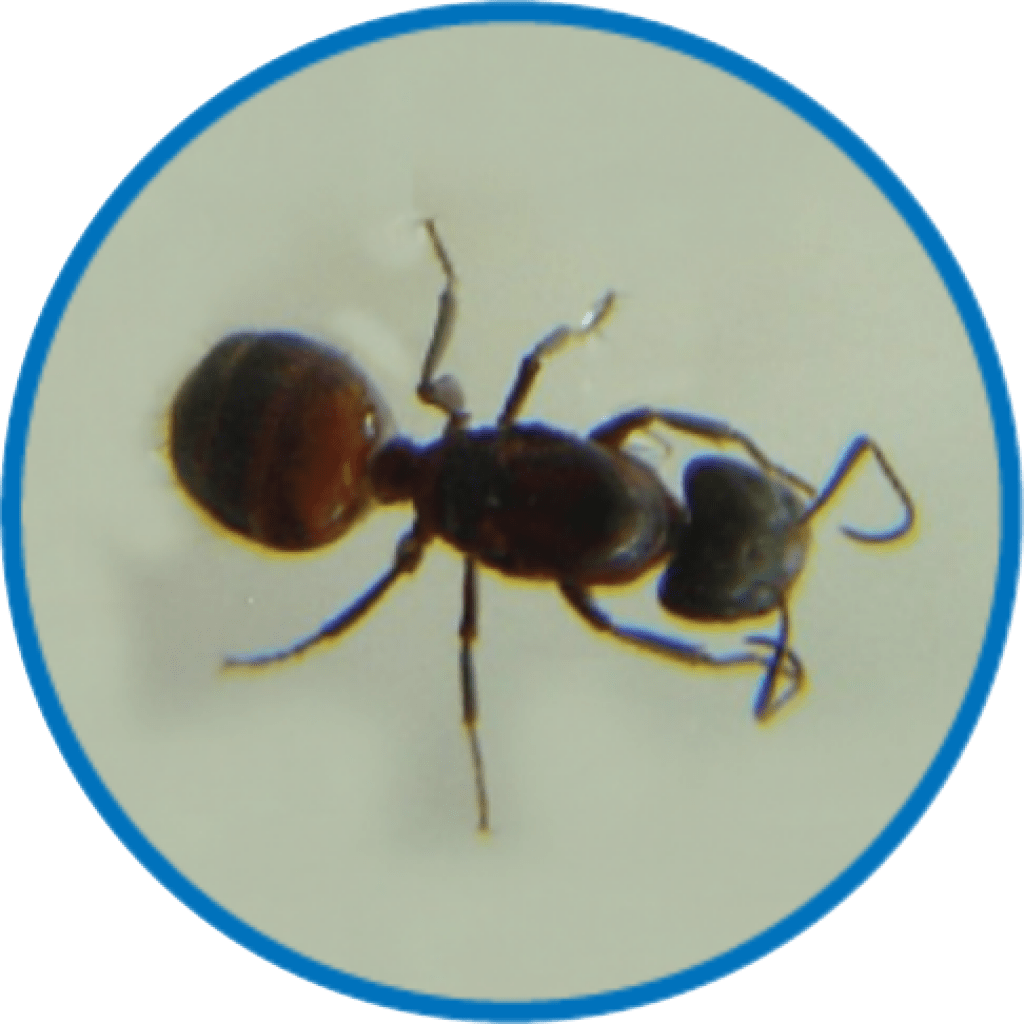 Big Black Ants Found In Homes and Outdoors
